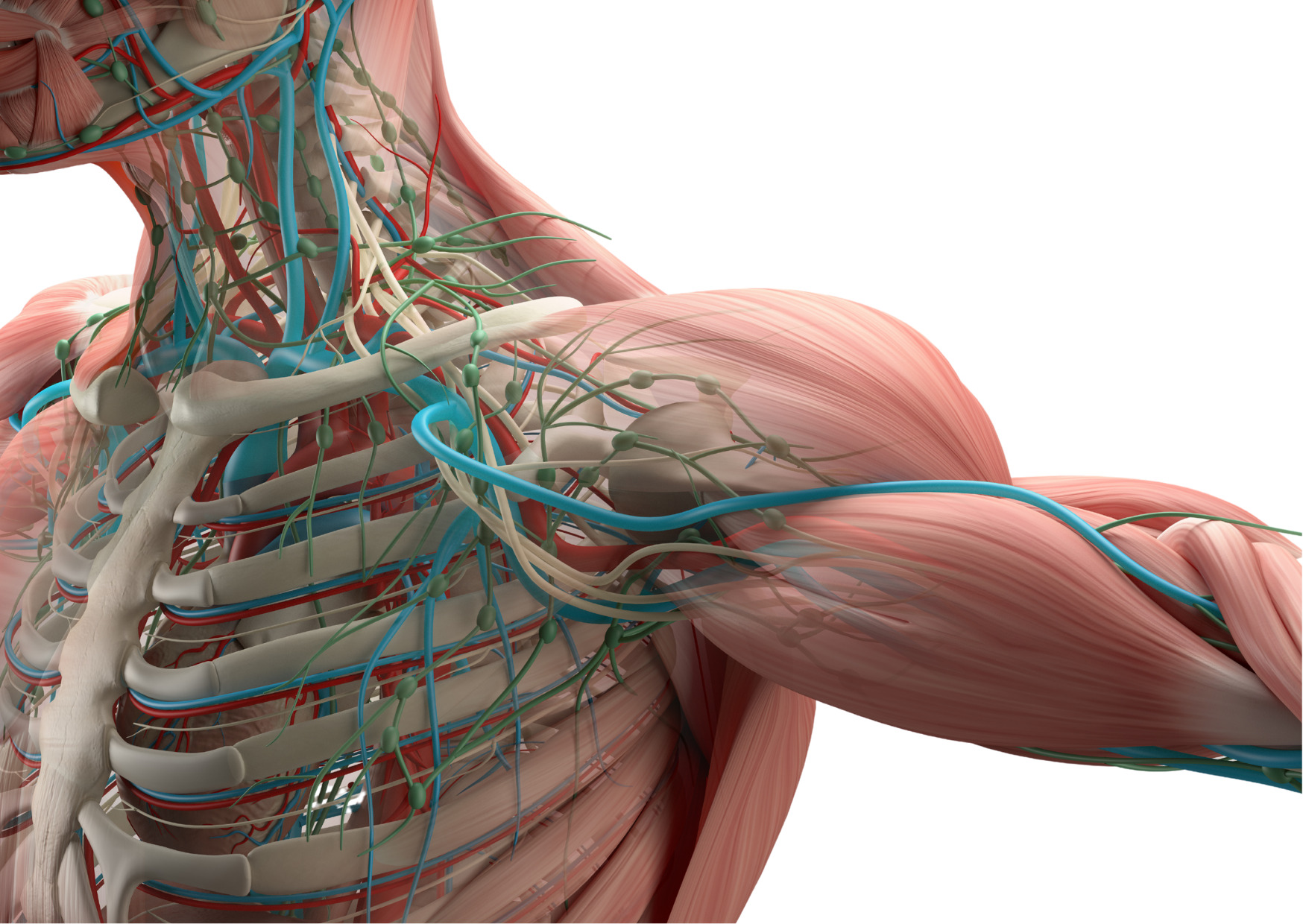 骨と筋肉、神経、血管、リンパ管は密接しており、骨の歪みが与える影響は甚大です